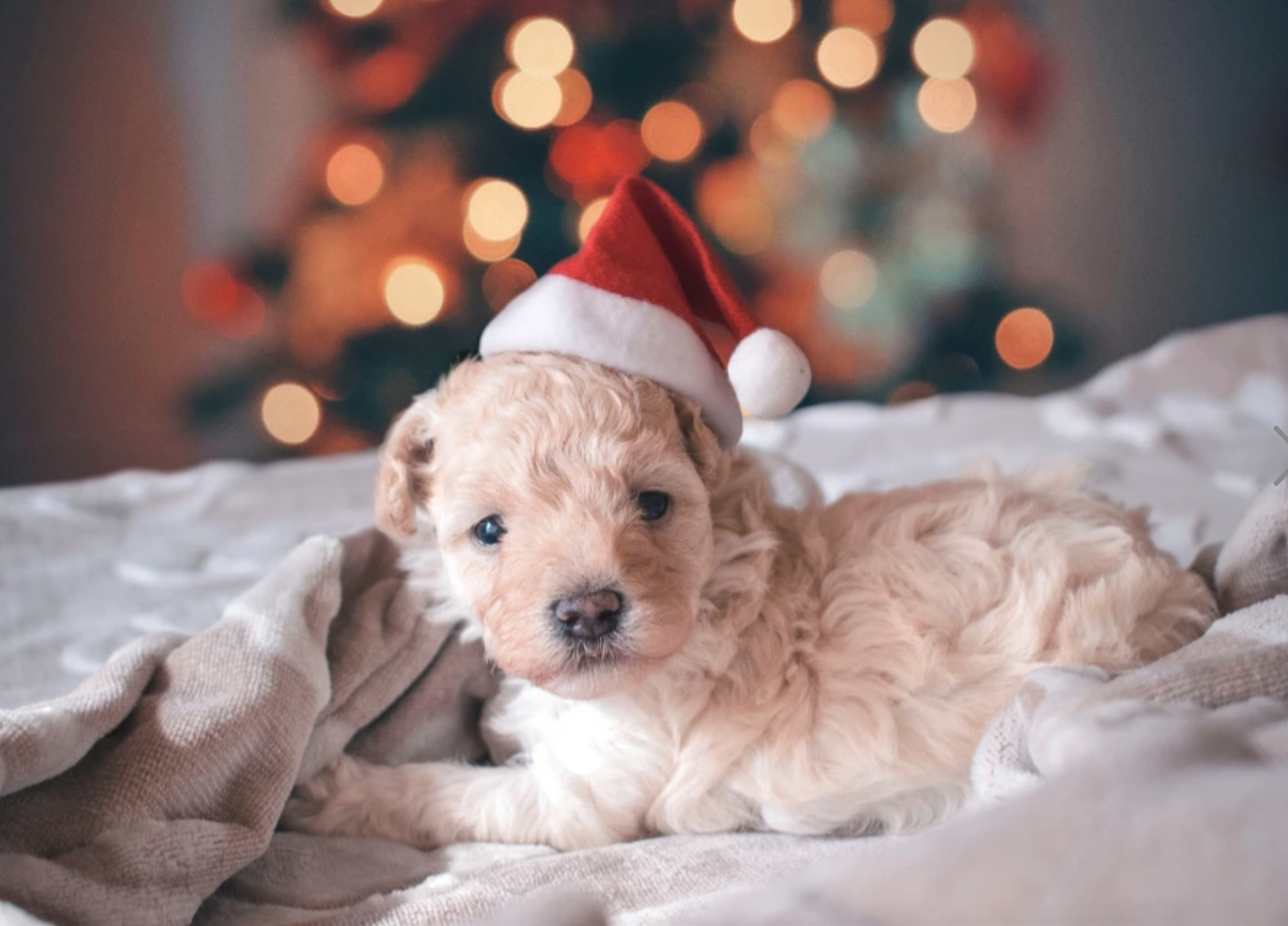 Puppy with a santa hat