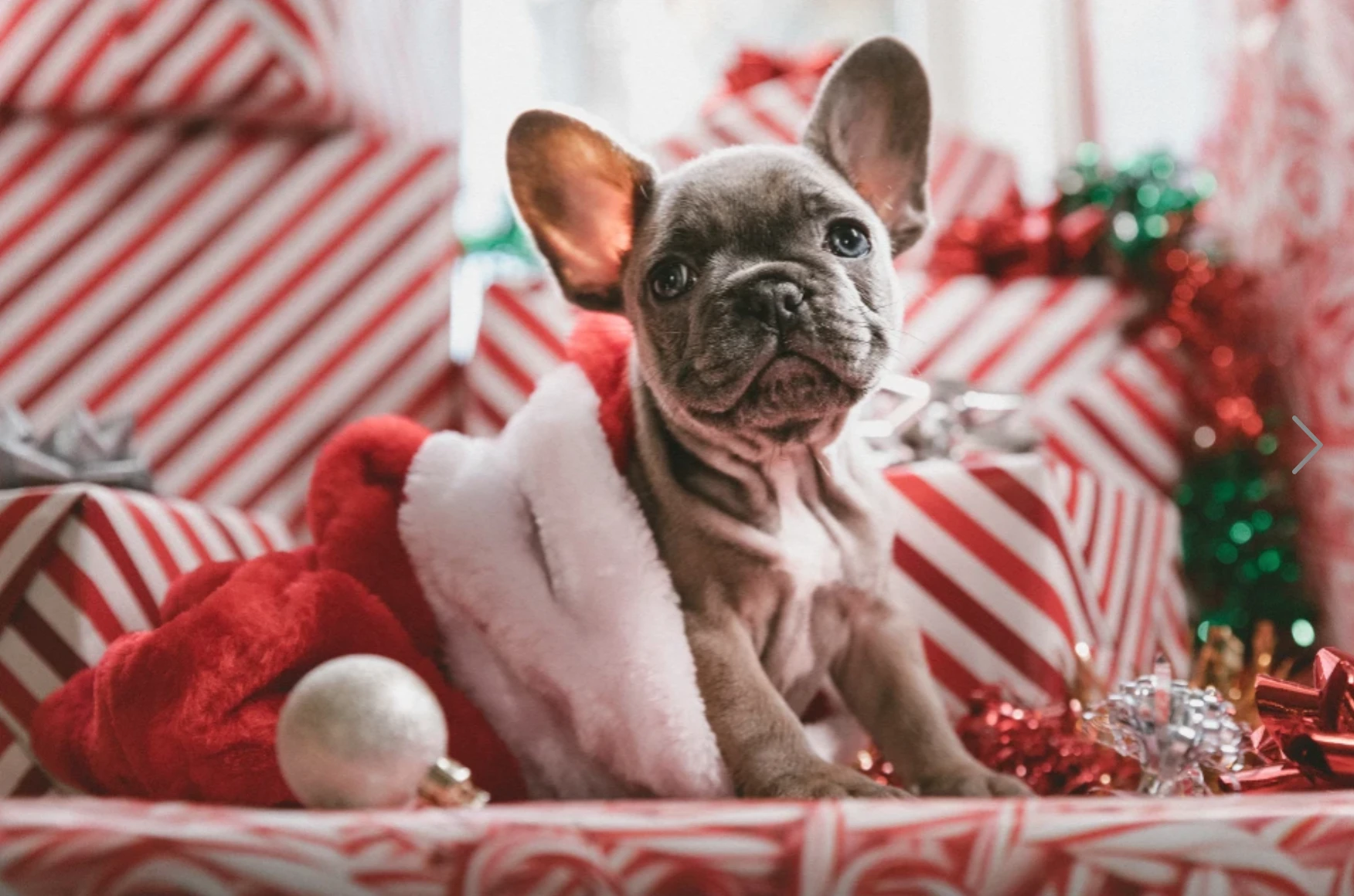 Puppy with Christmas presents