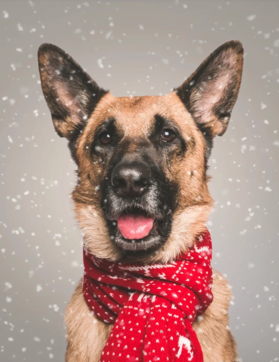 Dog with Christmas scarf
