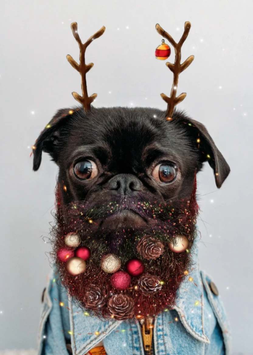 Pug with deer antlers and denim jacket