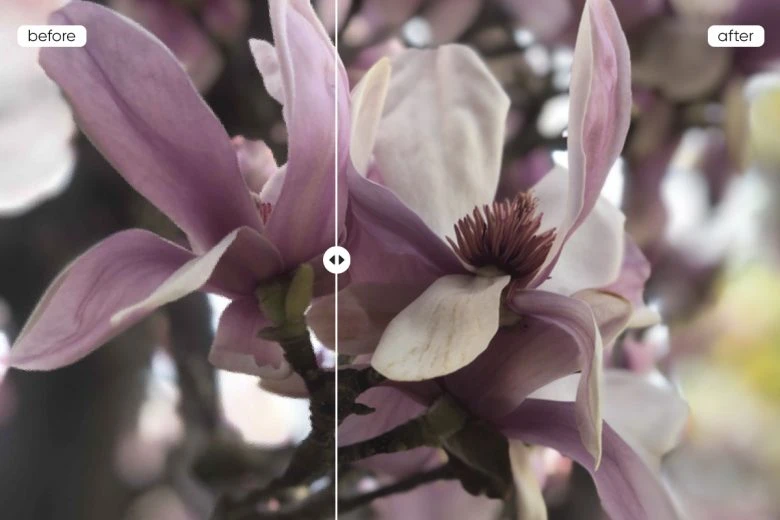 upscale image of a flower made with PicsArt photo editing software