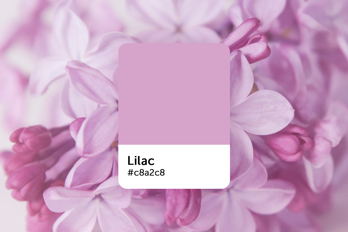  what is lilac colour
