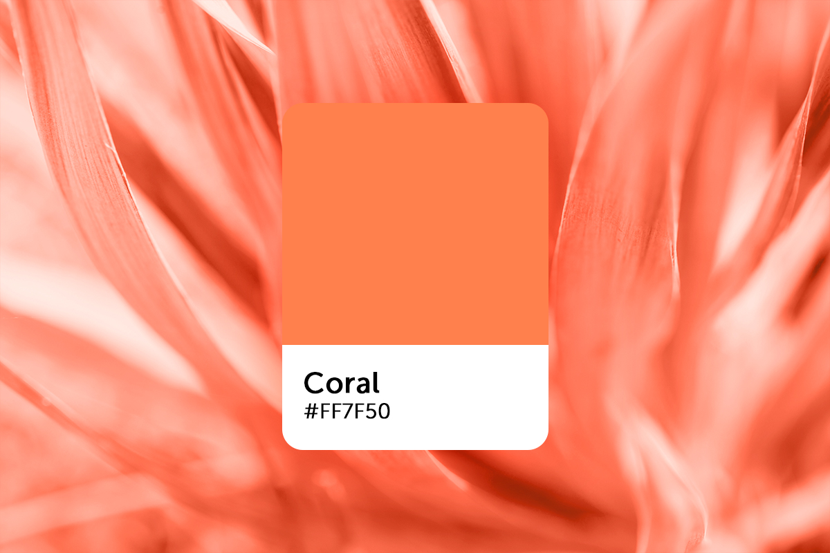 1. Coral - wide 6