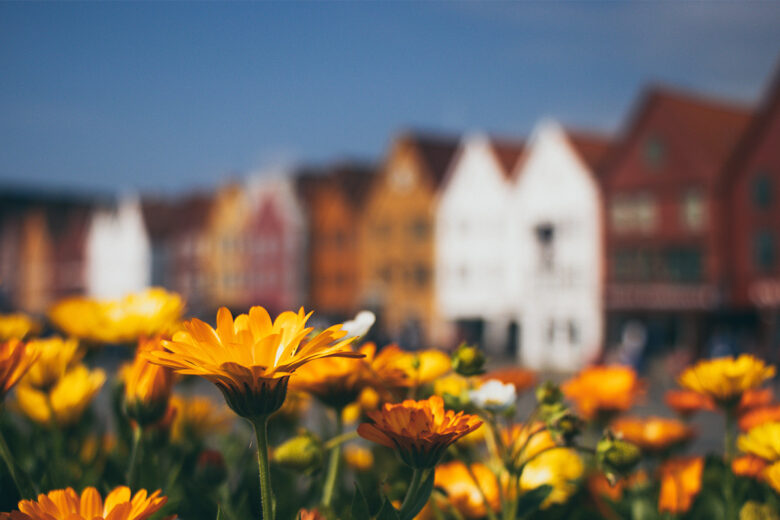 background flower photography