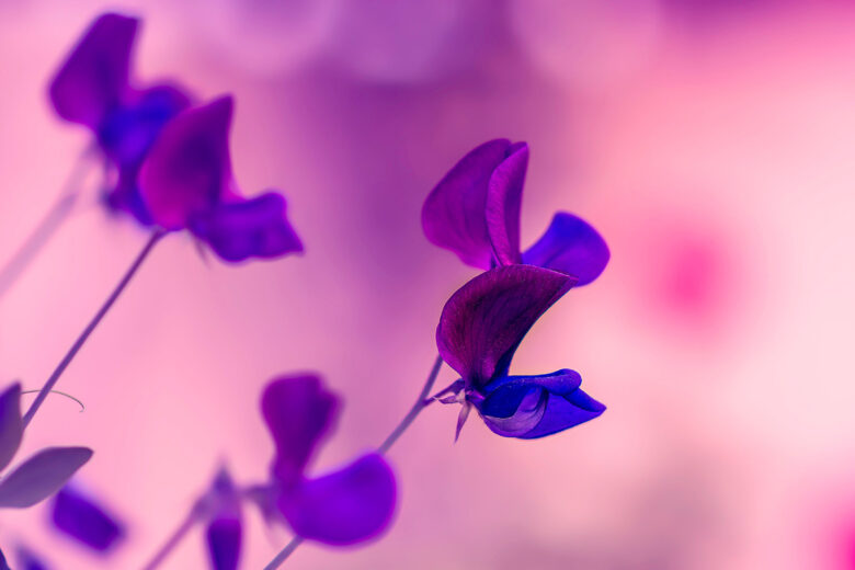 creative flower photography