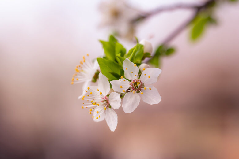 depth of field flower photography