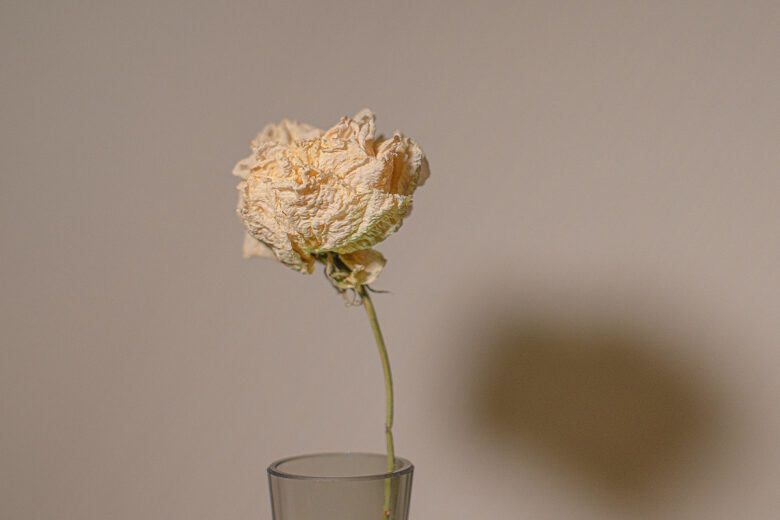 studio flower photography
