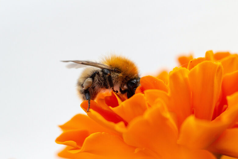 insect up close flower photography