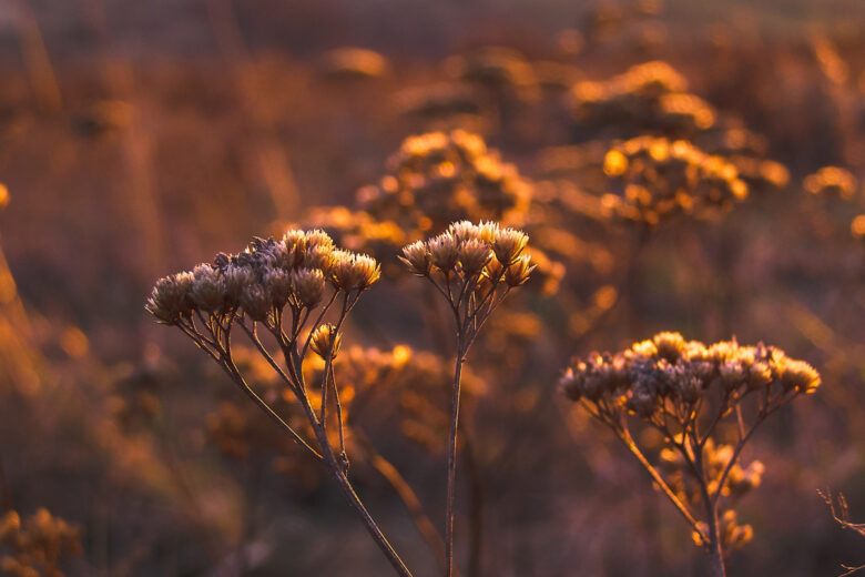 lighting flower photography