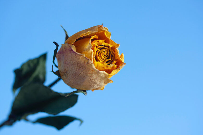 teal flower photography