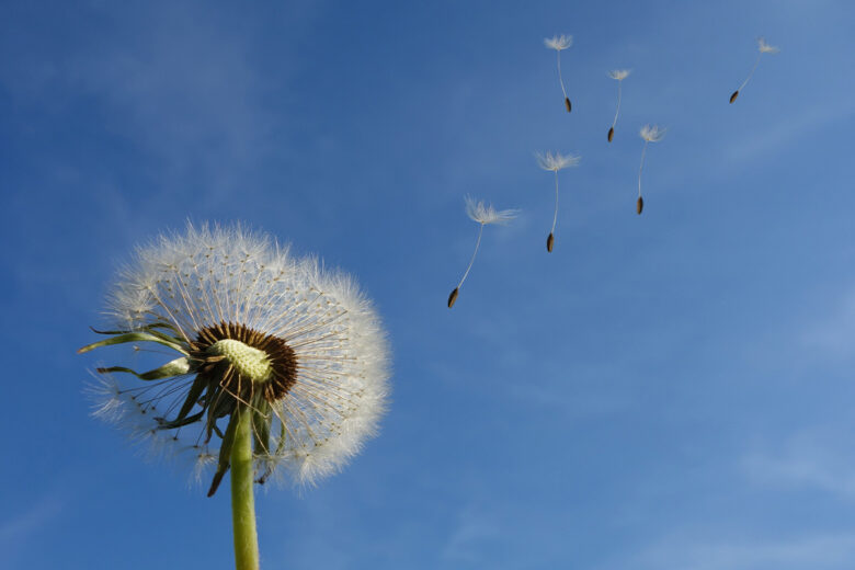 rule of thirds flower photography