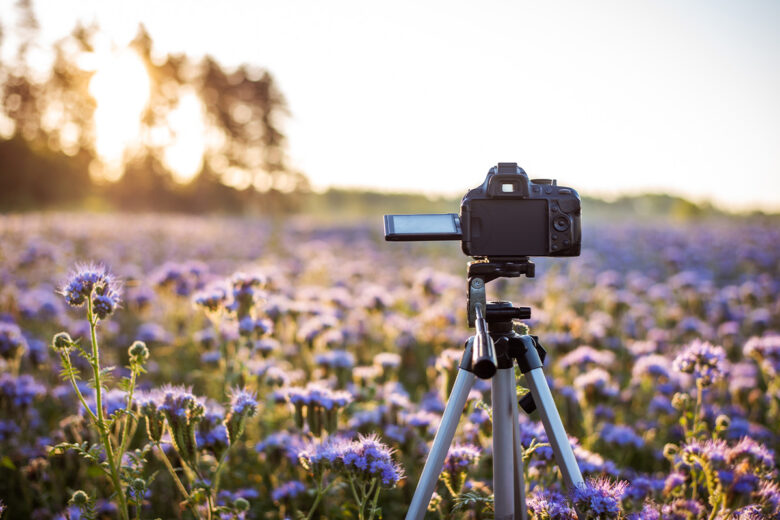 tripod flower photography