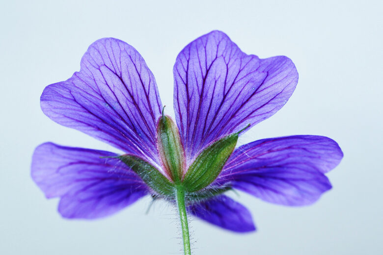 unique perspective flower photography