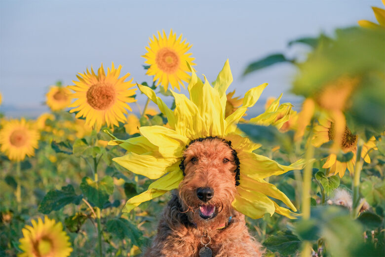 dog flower photography
