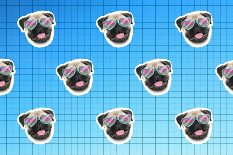 zoom background of a pug wearing sunglasses