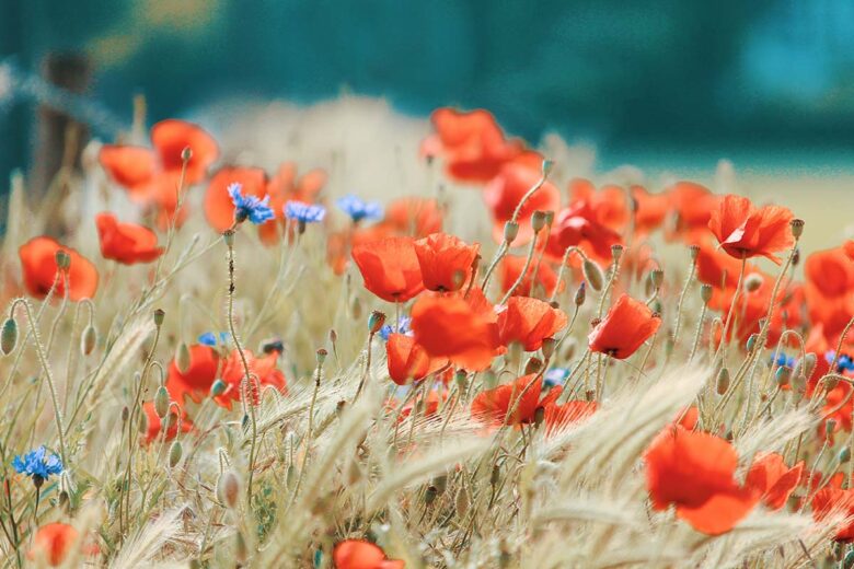 Orange flowers