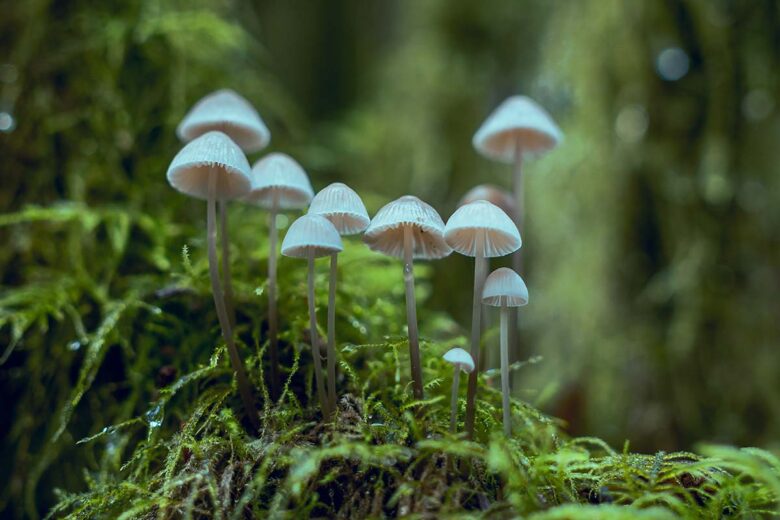 Mushrooms