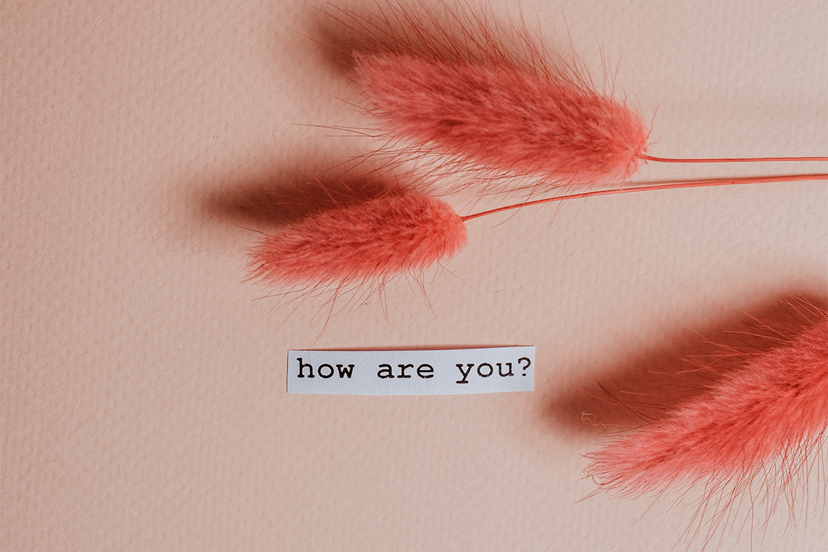 salmon colored feathers on a pink background