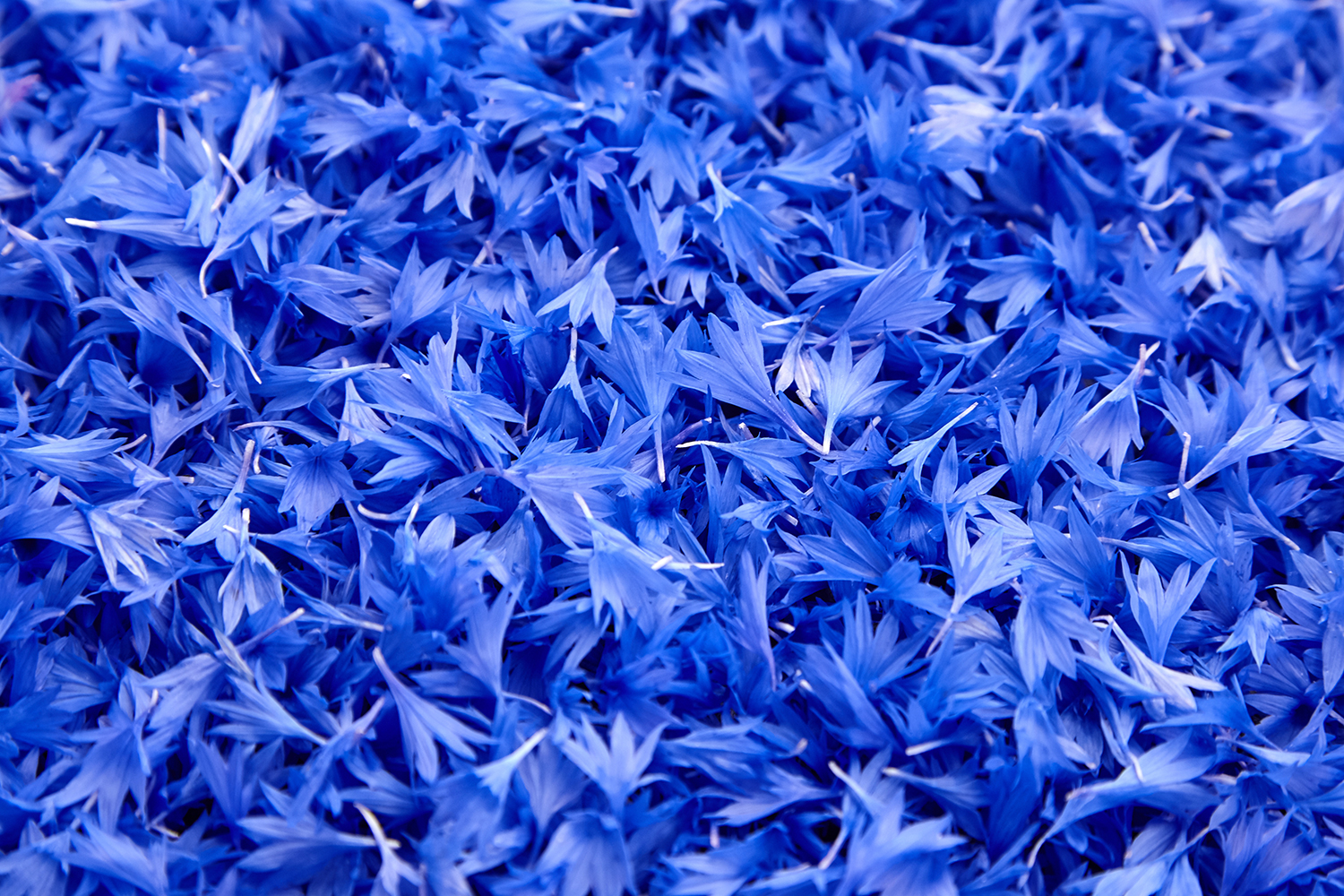cornflower blue flowers close up