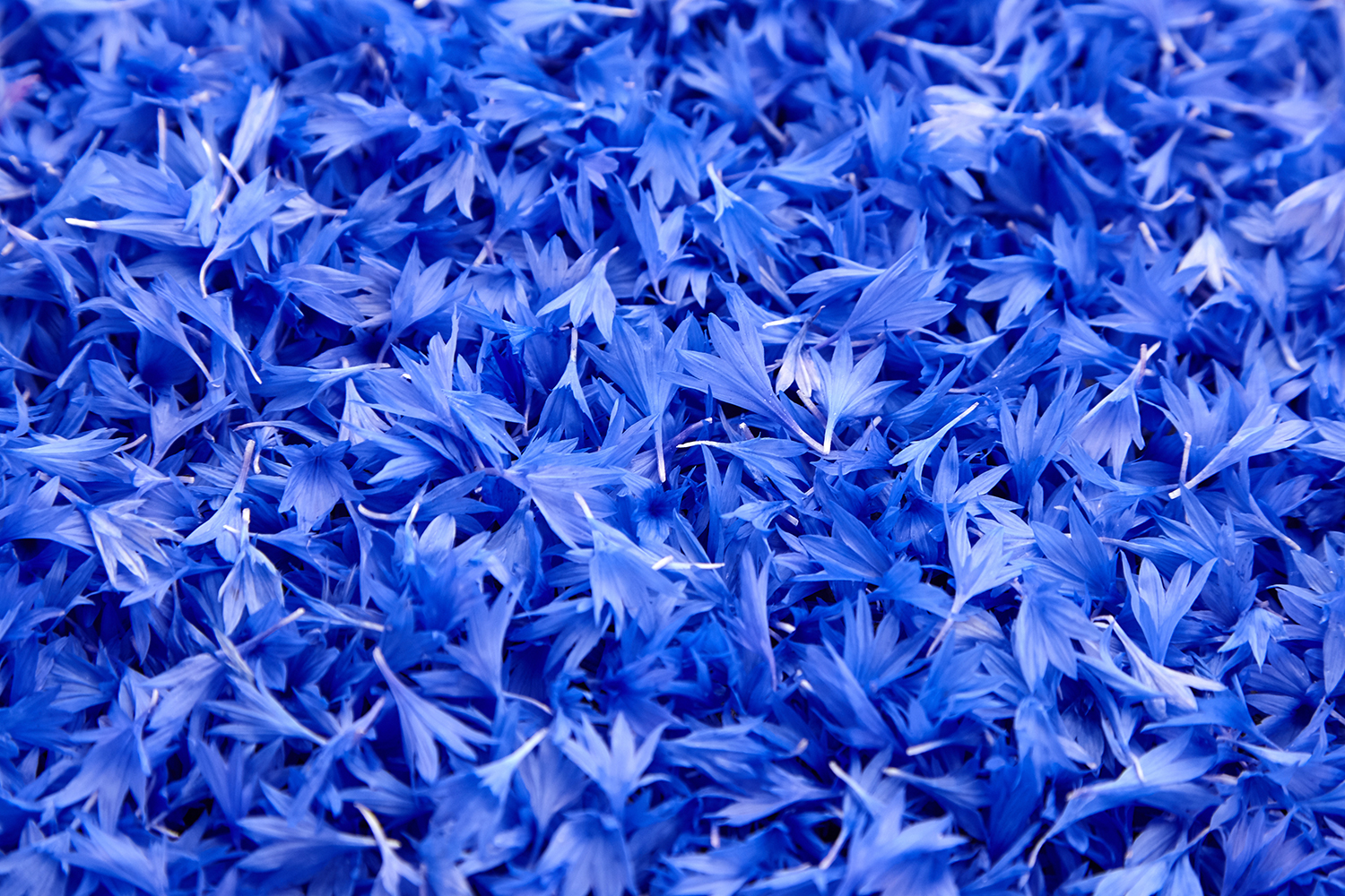 Cornflower Color