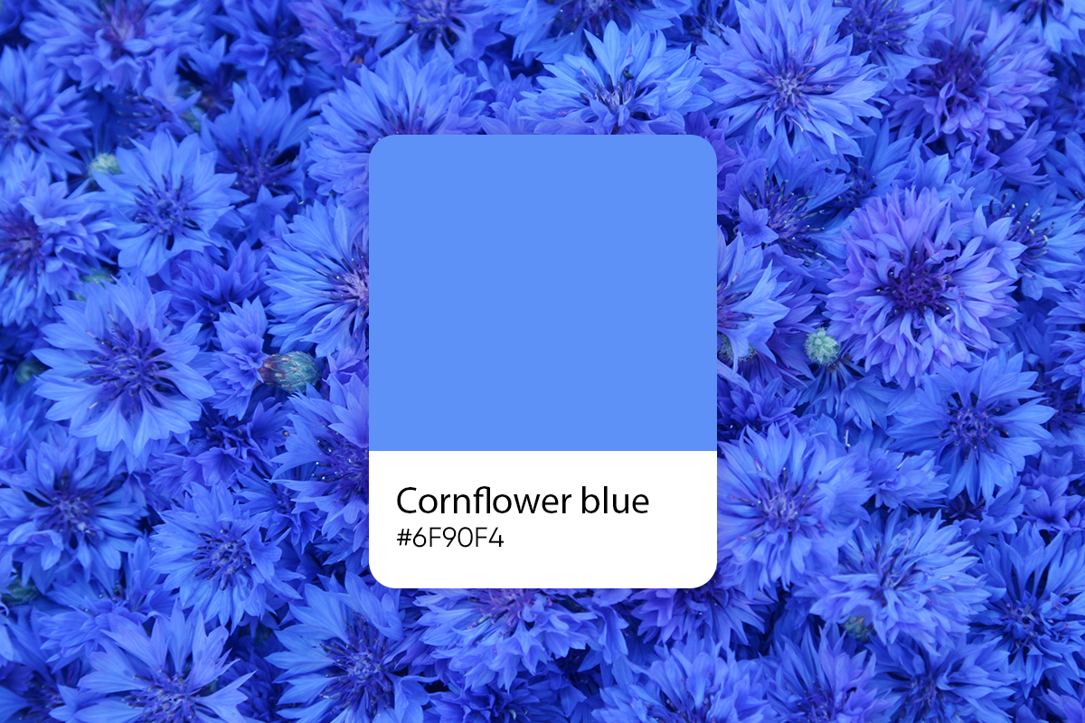 What Is Cornflower Blue Codes Complimentary Colors And Meaning