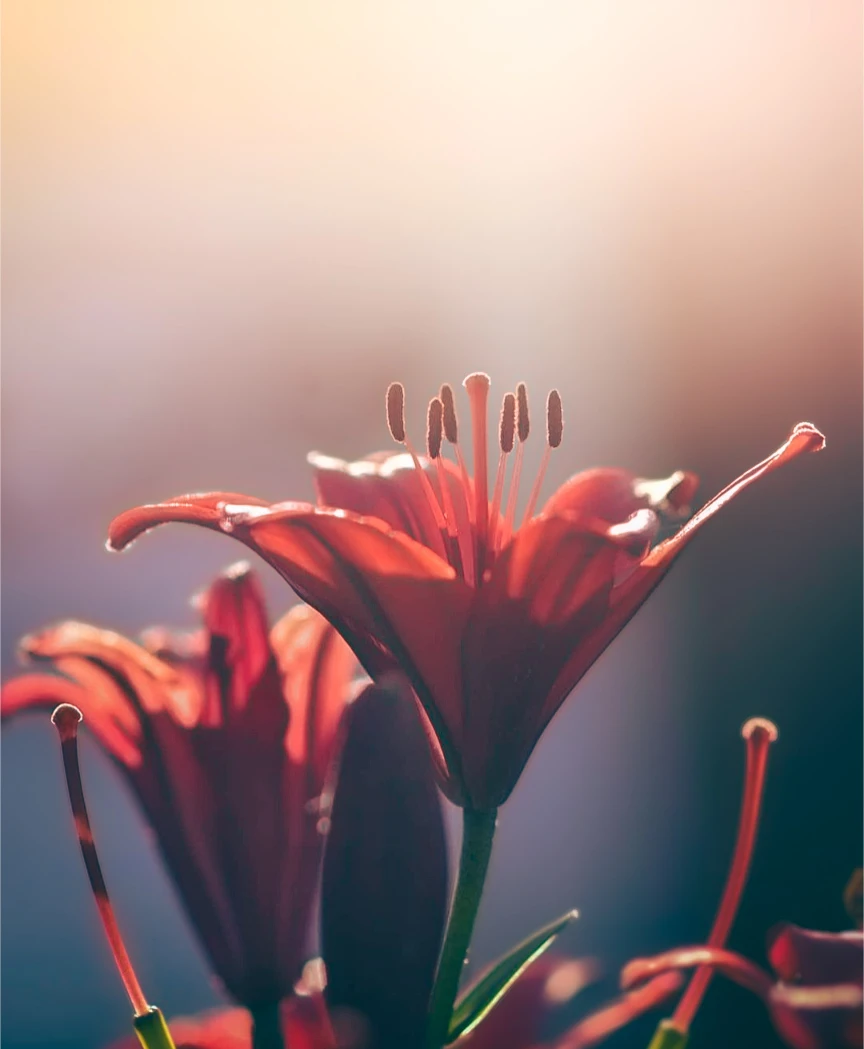 Master of the Year, Original Photography: jcervay