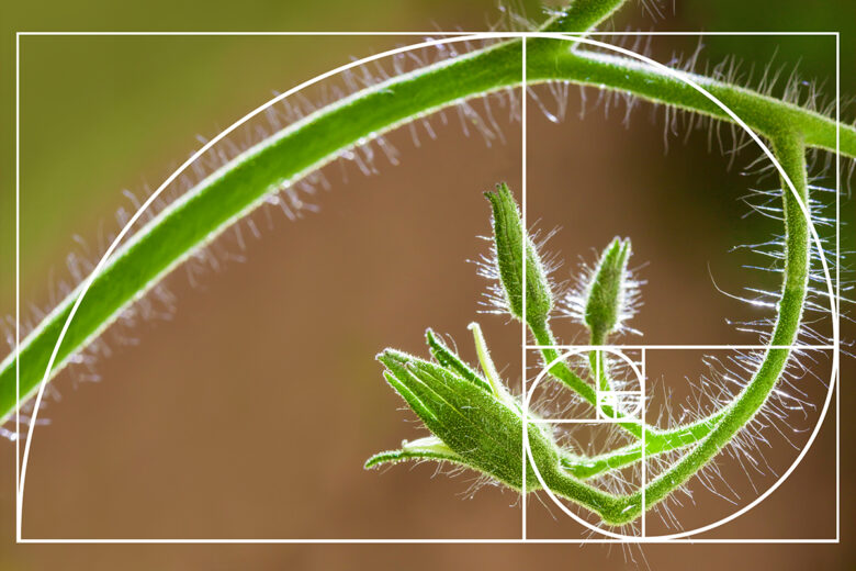 The Golden Ratio: How and Why You Should Use it - Picsart Blog