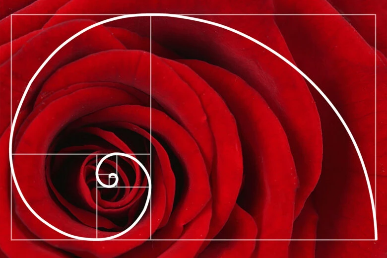 Golden Ratio rose