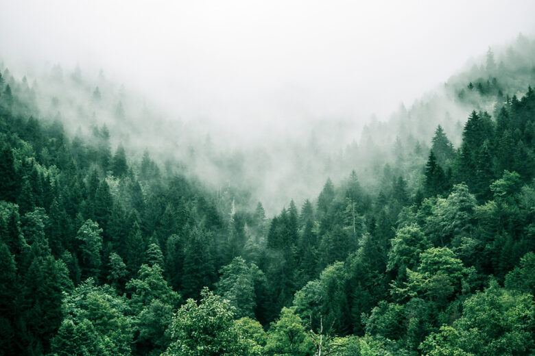 fog rolling in over a lush forrest