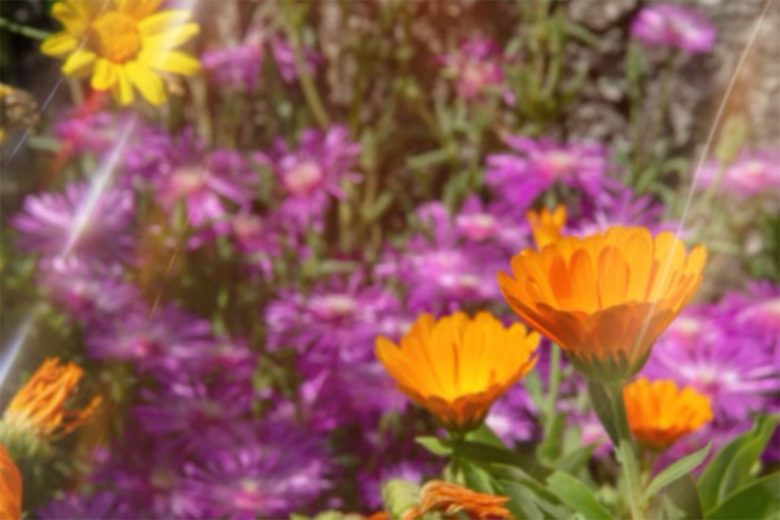 light filters used on a field of flowers