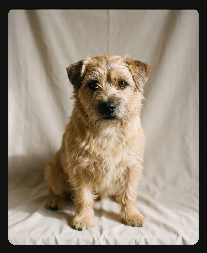 Sample photo of a small shaggy terrier used as the hero of a Halloween animation